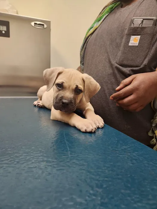 North Buffalo Animal Hospital Picture 8