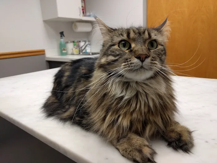 VCA Sheridan Animal Hospital Picture 3