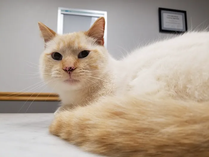 VCA Sheridan Animal Hospital Picture 7