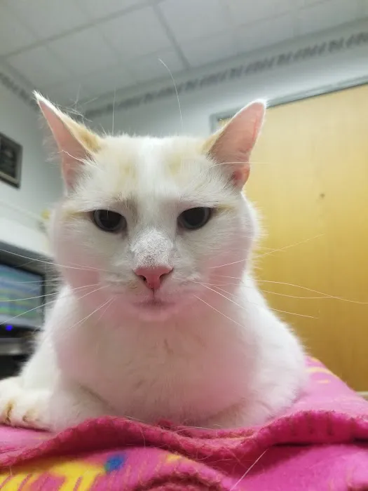 VCA Sheridan Animal Hospital Picture 4