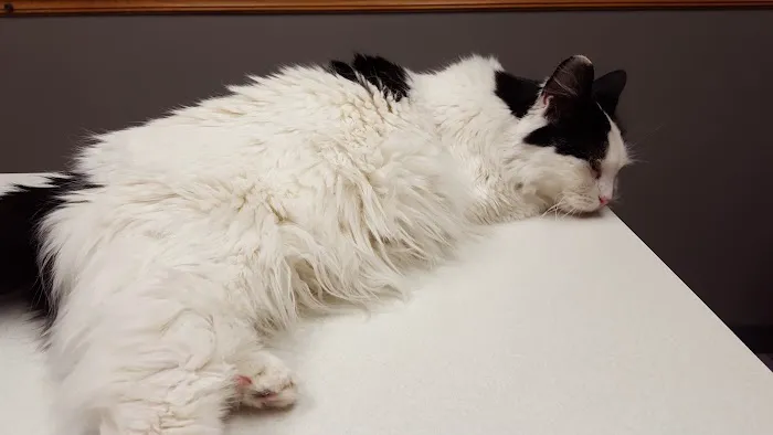 VCA Sheridan Animal Hospital Picture 5