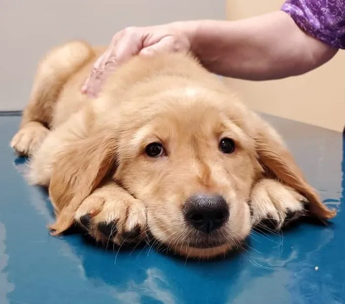 Ken-Ton Animal Clinic Picture 7