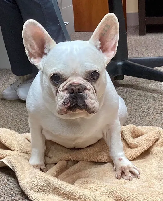 Ken-Ton Animal Clinic Picture 5