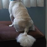 McBride Animal Hospital
