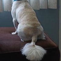 McBride Animal Hospital ico