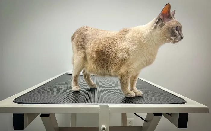 EVS Pet Urgent Care of Niagara Picture 1