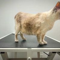EVS Pet Urgent Care of Niagara ico