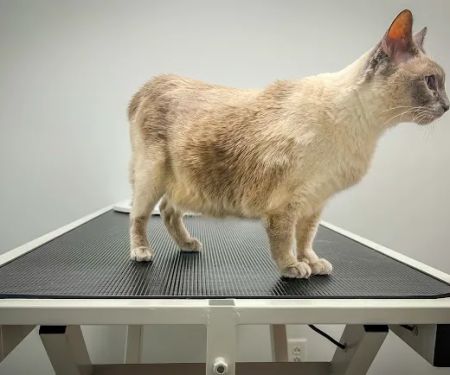 EVS Pet Urgent Care of Niagara