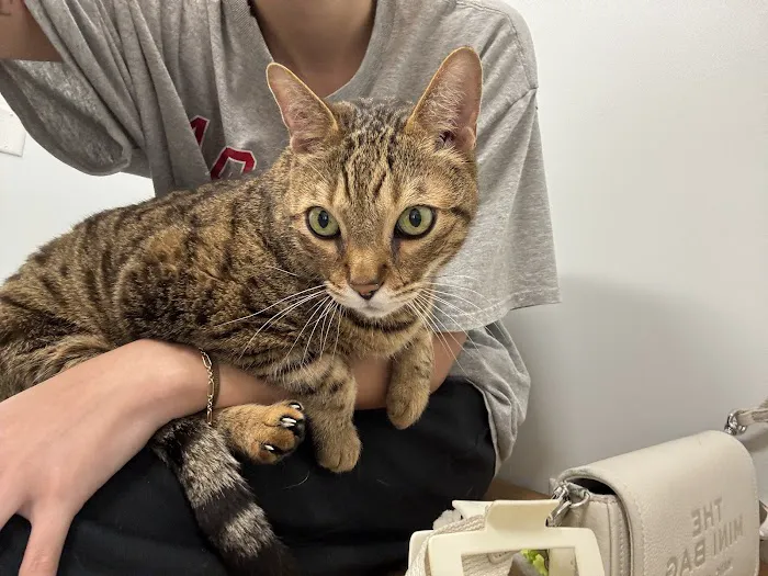 EVS Pet Urgent Care of Niagara Picture 4