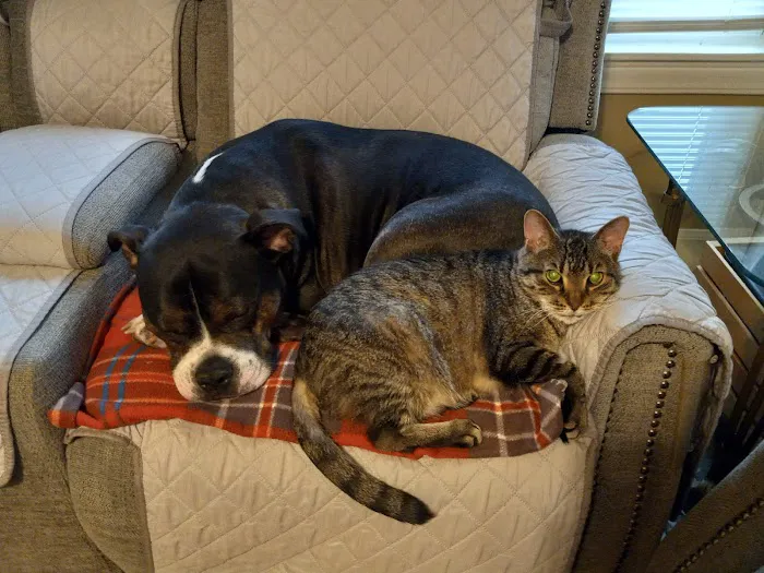 EVS Pet Urgent Care of Niagara Picture 8
