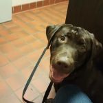 Dunkirk Animal Clinic