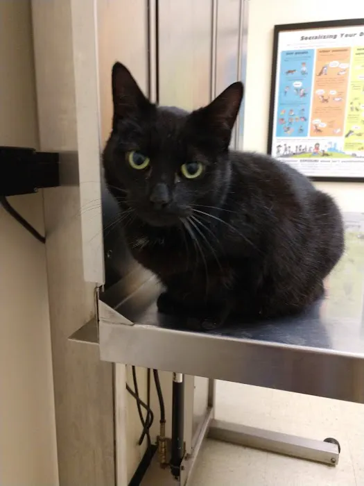 Westfield Veterinary Hospital Picture 9