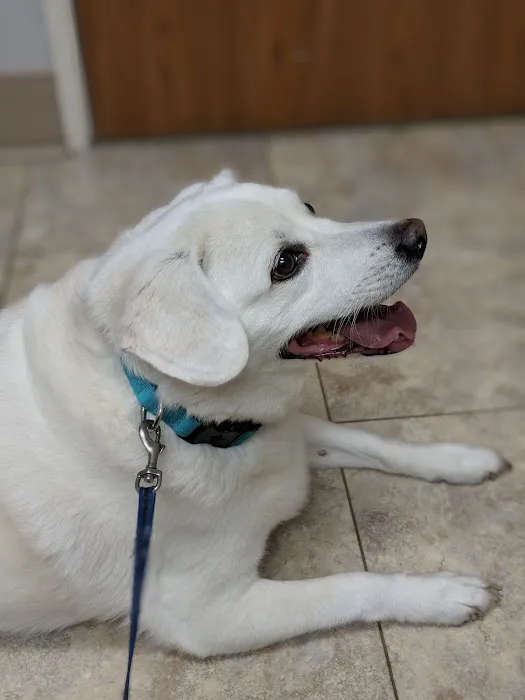 North East Animal Hospital Picture 5