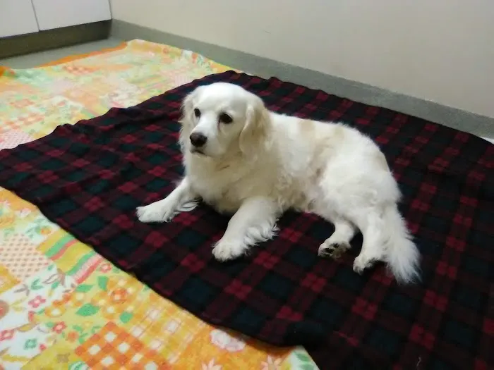 Forestville Animal Hospital Picture 5