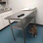 Forestville Animal Hospital