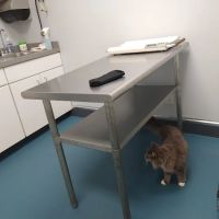 Forestville Animal Hospital ico