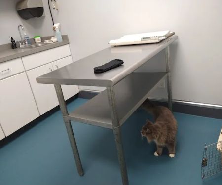 Forestville Animal Hospital