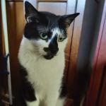 Chapman Brian R Dvm - Union City Pet Hospital
