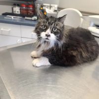 Union City Pet Hospital ico