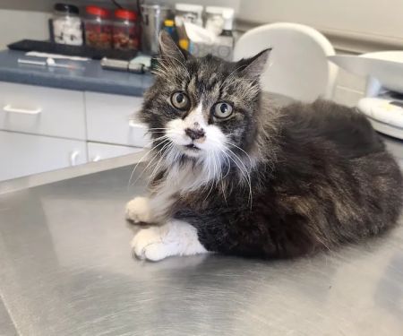 Union City Pet Hospital