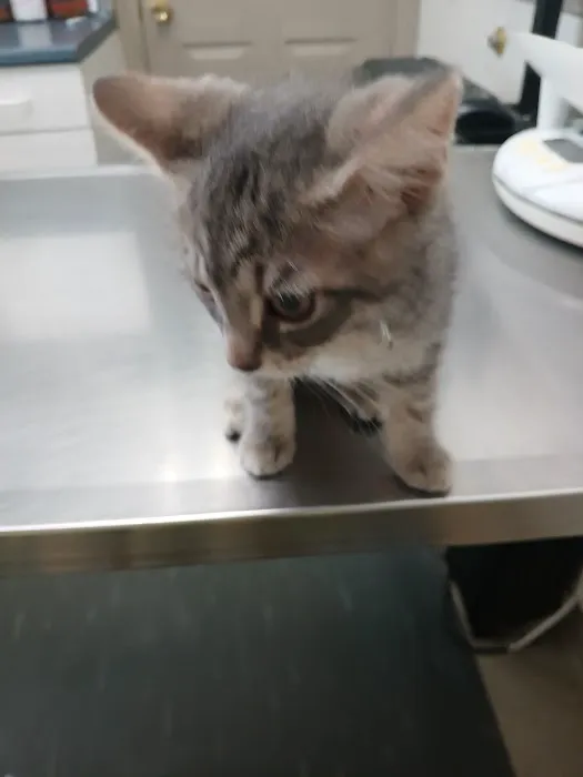Union City Pet Hospital Picture 7