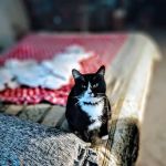 Wintergreen Animal Hospital: Lutz Deborah S DVM