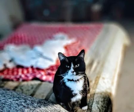 Wintergreen Animal Hospital: Lutz Deborah S DVM