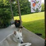 Wilde Veterinary Center