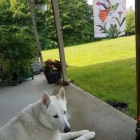 Wilde Veterinary Center ico