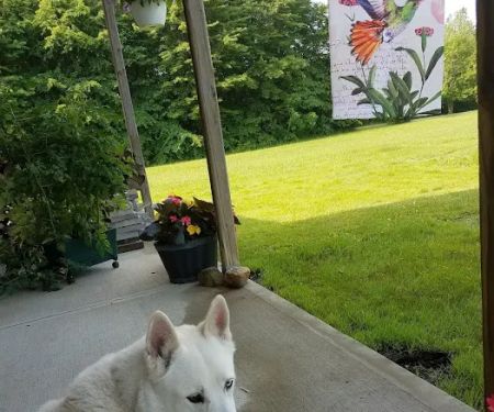 Wilde Veterinary Center