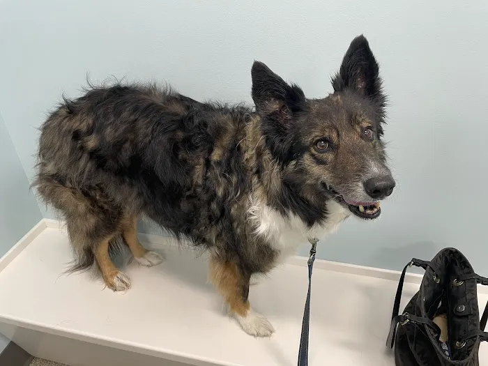 Animal Hospital of Waterford Picture 8