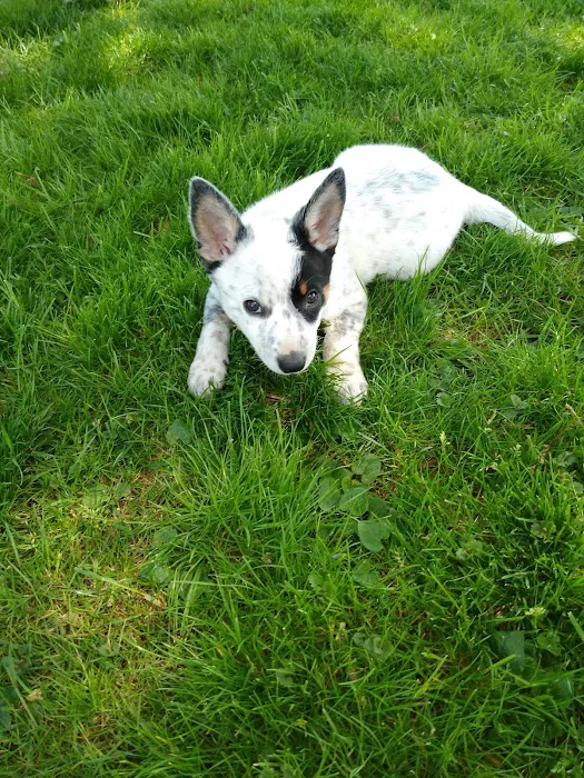 Perry Pet Clinic, LLC Picture 5