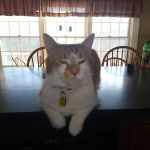 Animal Acupuncture & Herbs