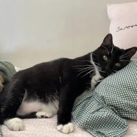 Sugar River Animal Hospital ico