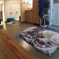 Veremedy Pet Hospital ico