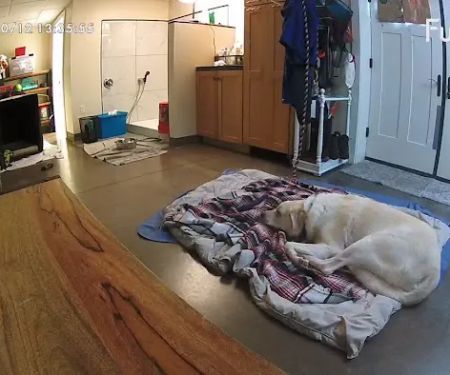 Veremedy Pet Hospital