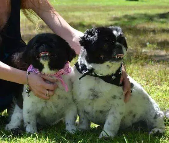 Veremedy Pet Hospital Picture 4