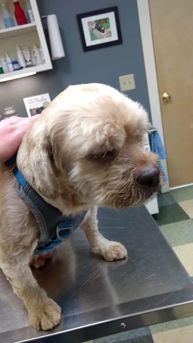 Veremedy Pet Hospital Picture 5