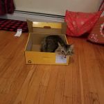 Park Place Veterinary Hospital