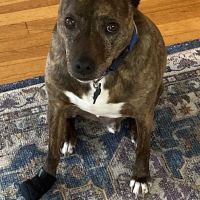 Stonecliff Animal Clinic of New Hampshire ico