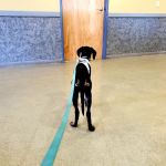 Veremedy Pet Hospital