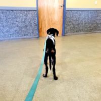 Veremedy Pet Hospital ico