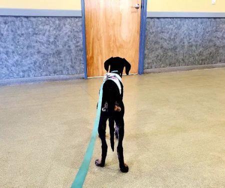 Veremedy Pet Hospital
