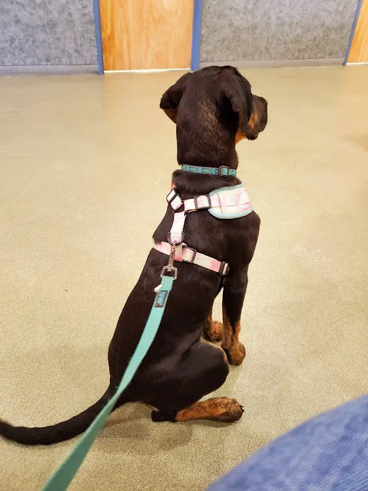 Veremedy Pet Hospital Picture 5