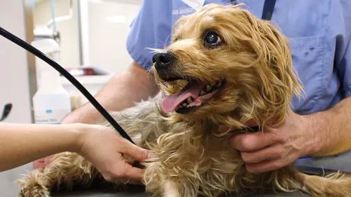 SAVES - Small Animal Veterinary Emergency & Specialty Picture 2