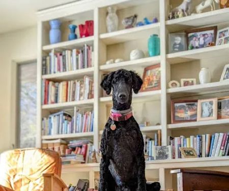 Country Animal Hospital