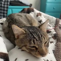 Norwich Regional Animal Hospital ico