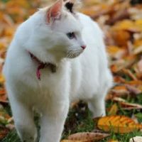 Hanover Veterinary Clinic ico
