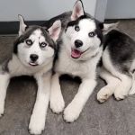 Castleton Corners Veterinary Clinic