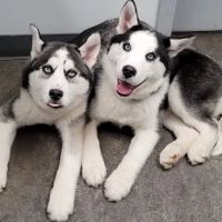 Castleton Corners Veterinary Clinic ico